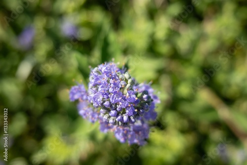 Obraz na płótnie Caryopteris incana (bluebeard) flower with shallow DoF w salonie