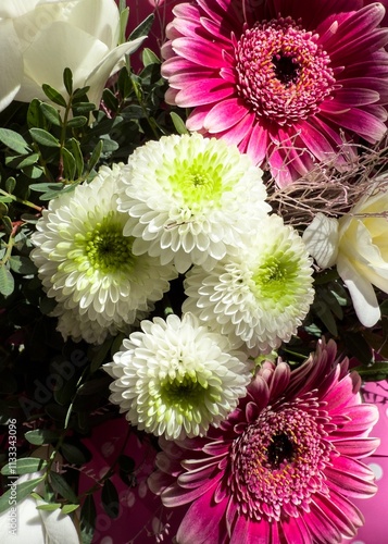 Obraz na płótnie White Indian chrysanthemum flower (chrysanthemum indicum in Latin) surrounded by pink gerberas w salonie