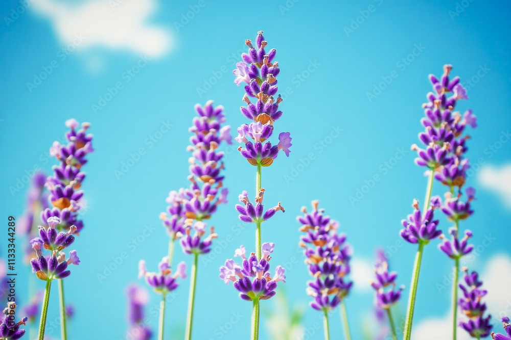 Obraz premium Vibrant lavender blossoms against a clear blue sky
