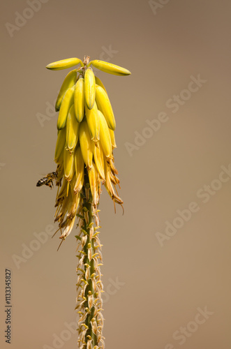 Western honey bee Apis mellifera next to flowers of Aloe vera. Barranquillo Andres. Mogan. Gran Canaria. Canary Islands. Spain. photo