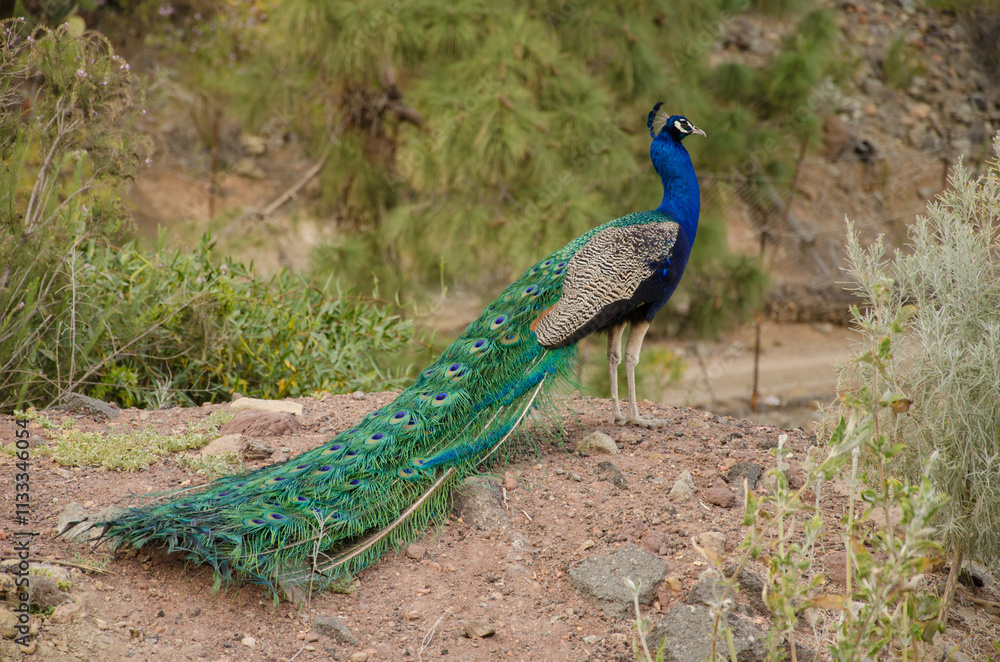 Fototapeta premium Male Indian peafowl Pavo cristatus. Arguineguin ravine. Mogan. Gran Canaria. Canary Islands. Spain.