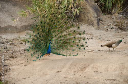 Male Indian peafowl Pavo cristatus courting a female. Arguineguin ravine. Mogan. Gran Canaria. Canary Islands. Spain. photo