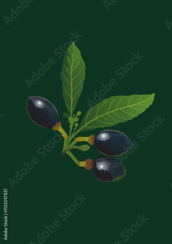 Akdeniz defnesi (Laurus nobilis)