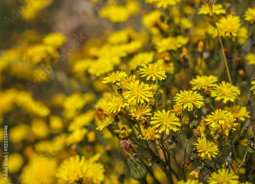 Hypochaeris radicata, catsear, flatweed, cat's-ear, hairy cat's ear, or false dandelion – is a perennial, low-lying edible herb often found in lawns. photo