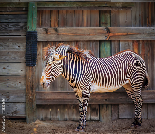 A zebra standing in front of a wooden fence