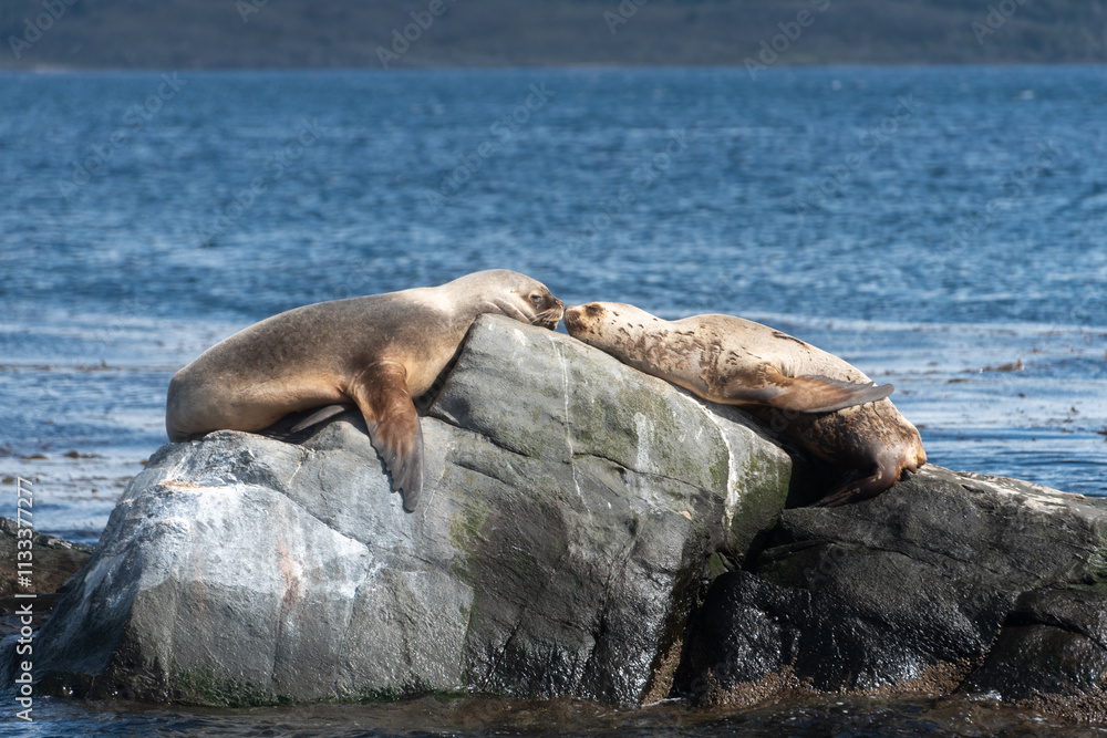 Fototapeta premium Two sea lions resting on a rock in Beagle Channel, Ushuaia