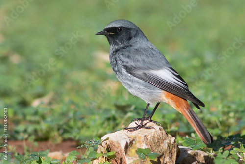 Male of Black Redstart (Phoenicurus ochruros)