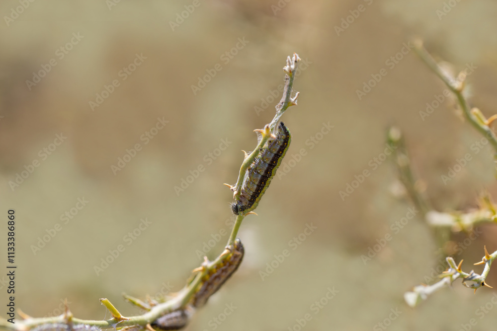White Pioneer butterfly caterpillar and pupa (Belenois aurota)