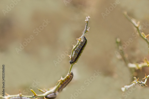 Obraz na płótnie White Pioneer butterfly caterpillar and pupa (Belenois aurota) w salonie