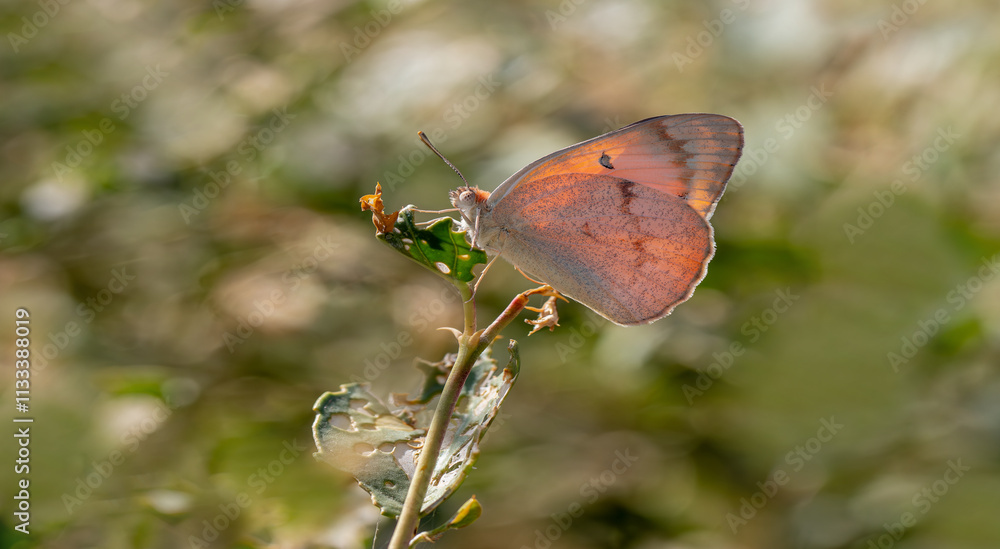 Mesopotamian Colotis butterfly (Colotis fausta)