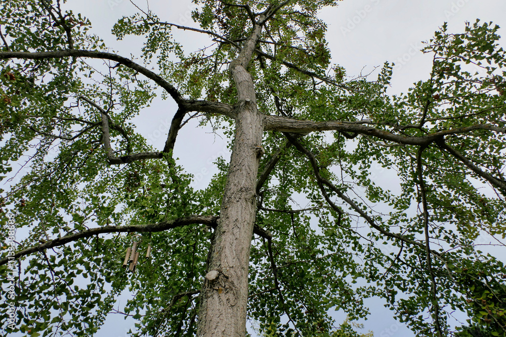 Fototapeta premium Ginko biloba also known as the Maidenhair Tree. The extract from the leaves have may beneficial alternative medicinal properties. 