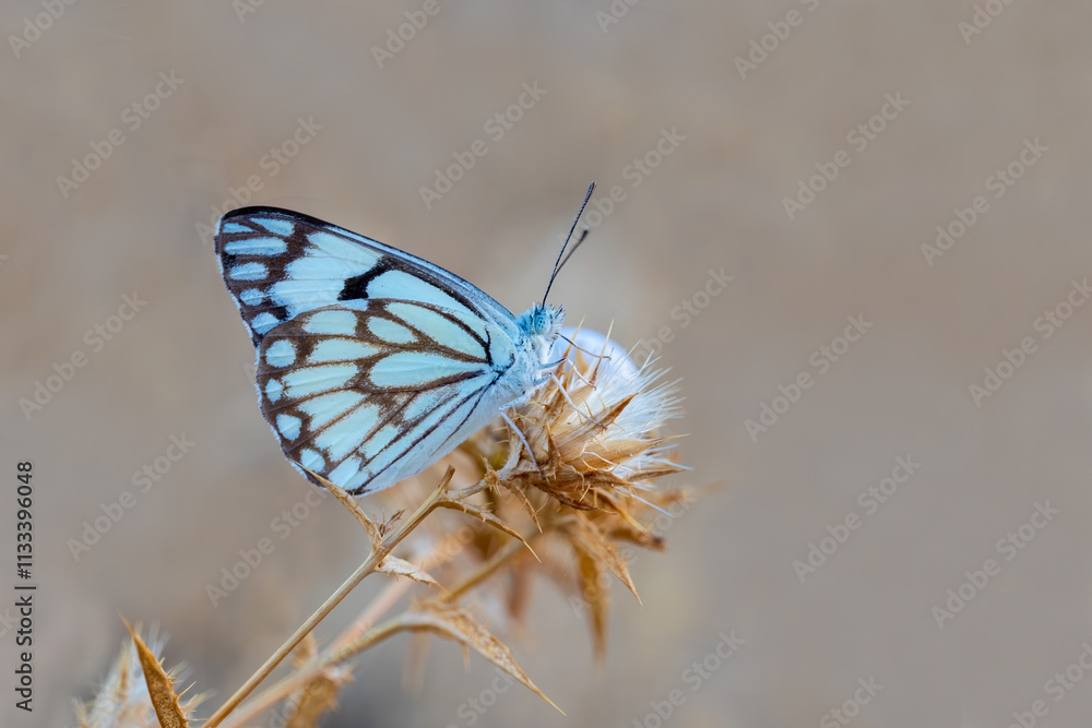 White Pioneer butterfly (Belenois aurota)