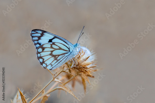 Obraz na płótnie White Pioneer butterfly (Belenois aurota) w salonie