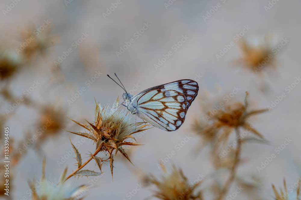 White Pioneer butterfly (Belenois aurota)