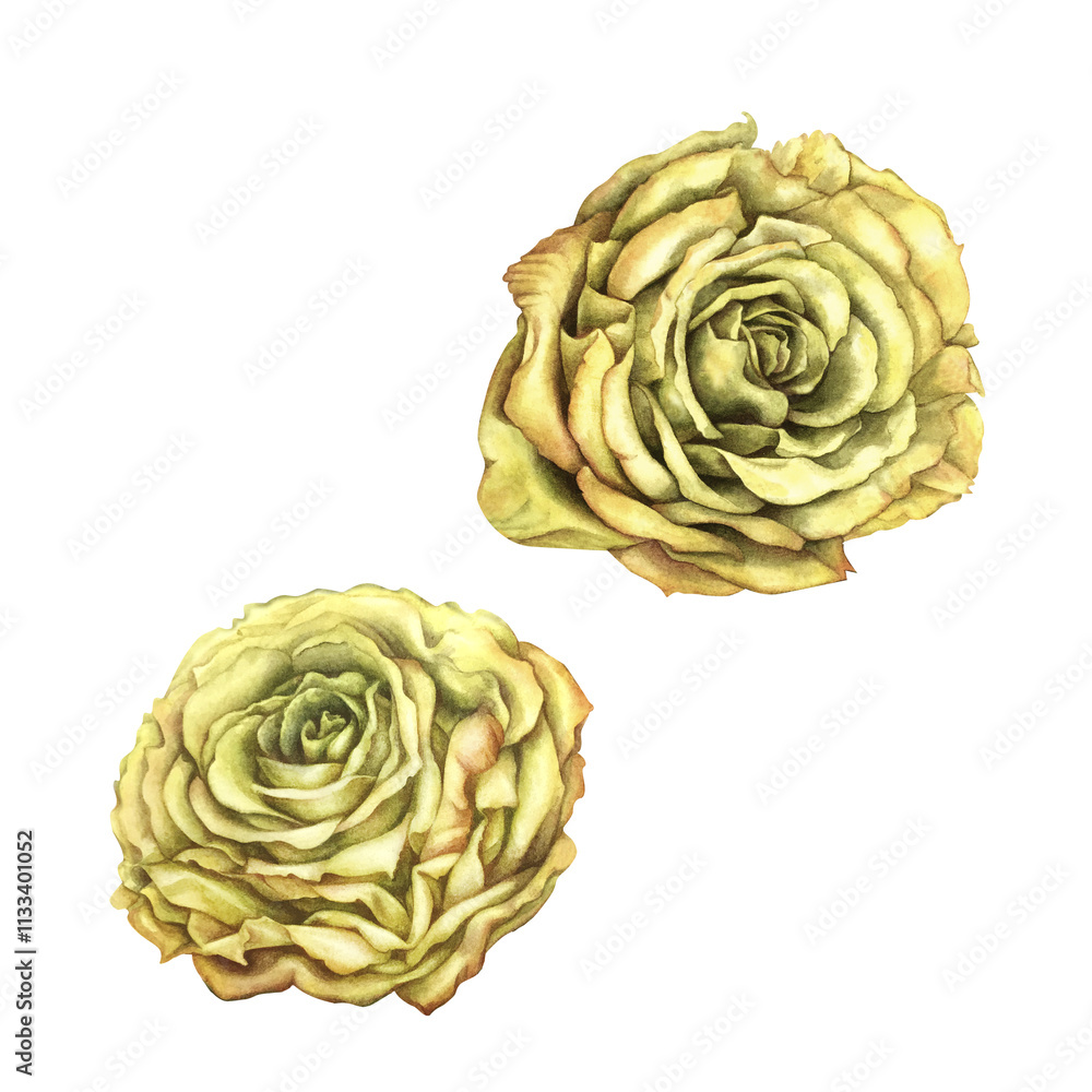 Obraz premium Yellow roses isolated on white background. Beautiful watercolor illustration template for wedding, birthday, mother's day, gift, wallpaper, stickers, scrapbooking