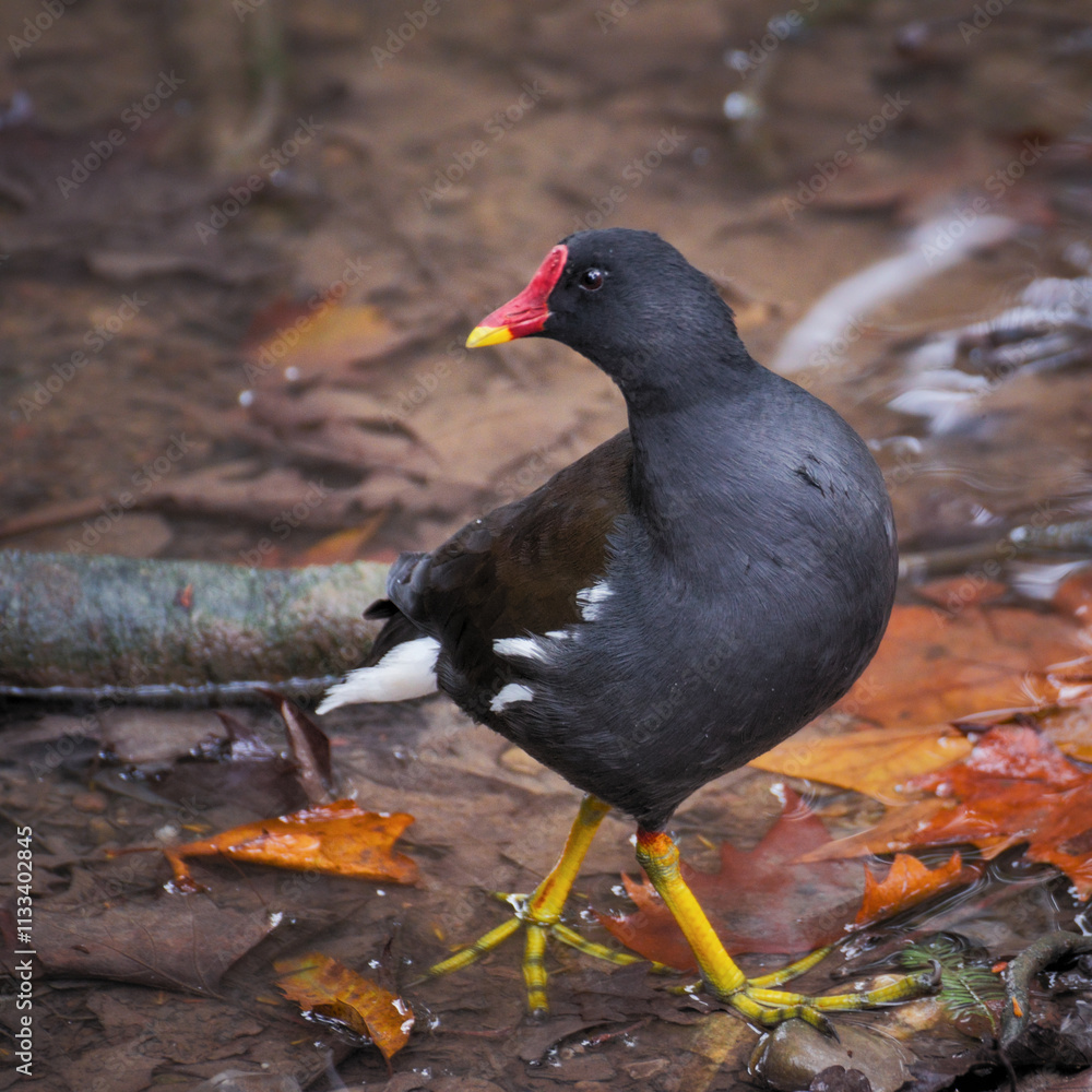 Obraz premium Common moorhen