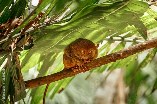 Bohol Tarsier Conservation Area, Philippines. Tarsier  is sitting on a tree. 