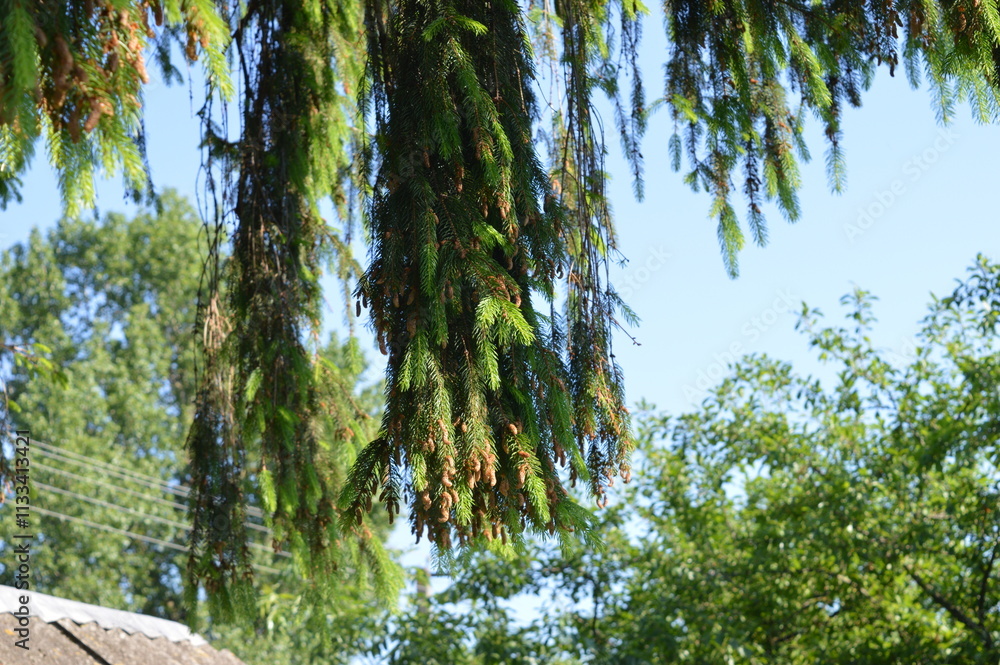 Fototapeta premium Evergreen branches gently sway under a clear blue sky in a serene outdoor setting