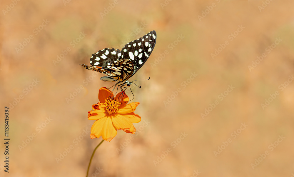 Nusaybin Beauty butterfly (Princeps demoleus) feeding on a flower