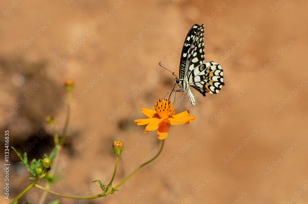 Nusaybin Beauty butterfly (Princeps demoleus) feeding on a flower