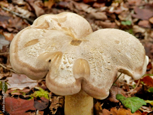 A beautiful specimen of the highly poisonous Entoloma sinuatum (Livid or Poisonous Entoloma) growing through leaf litter in the woodland
 photo