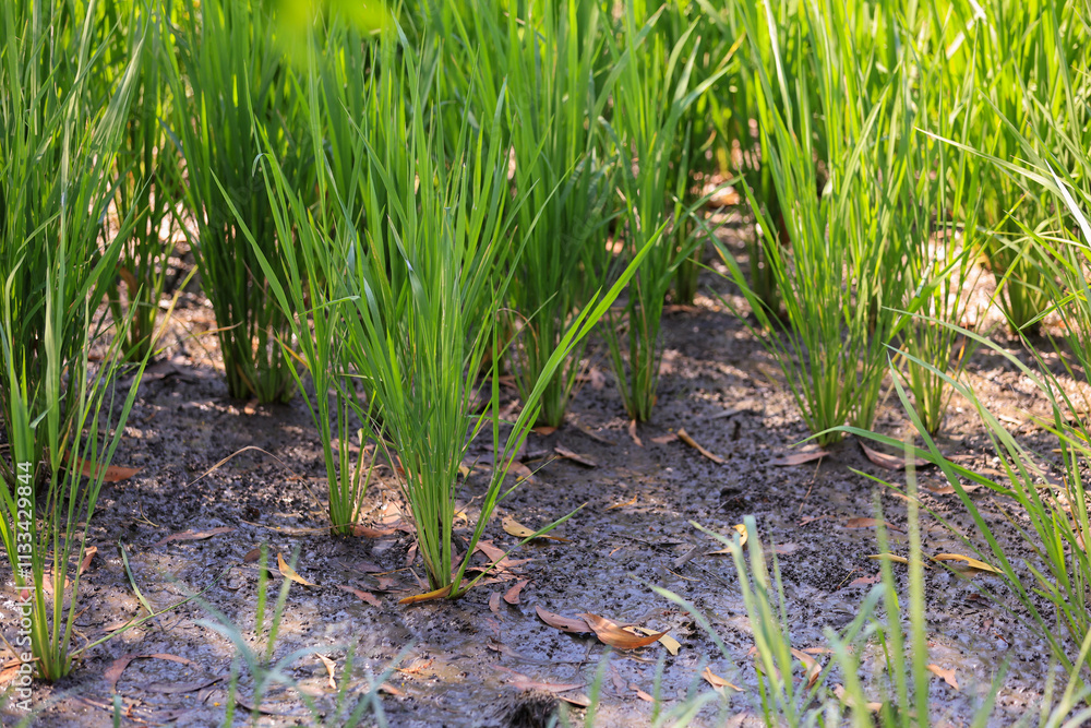 Obraz premium Rice Tree growth. Modern agriculture concept. a green rice tree
