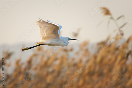 Garceta común Egretta garzetta volando con reflejos dorados de la puesta de sol en el parque natural El Hondo photo