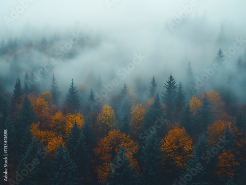 Mysterious autumn fog rolling over a dark forest where the golden and red leaves create an eerie contrast against the muted gray sky and misty atmosphere photo