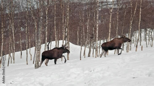 Two beautiful Norwegian Moose or Elk (Alces Alces) Climbing a snowy hill.