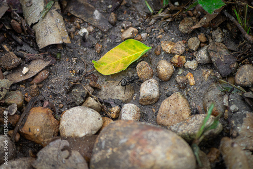 Tiny Little Red Fire Ants (Solenopsis invicta) working hard, nice close up shot, greyish rocks background