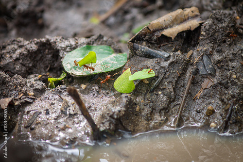 Tiny Little Red Fire Ants (Solenopsis invicta) working hard, nice close up shot, greyish rocks background