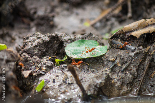 Tiny Little Red Fire Ants (Solenopsis invicta) working hard, nice close up shot, greyish rocks background