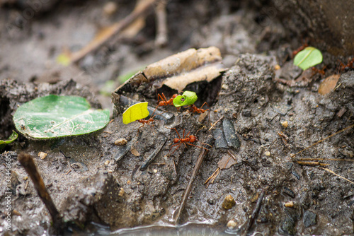 Tiny Little Red Fire Ants (Solenopsis invicta) working hard, nice close up shot, greyish rocks background