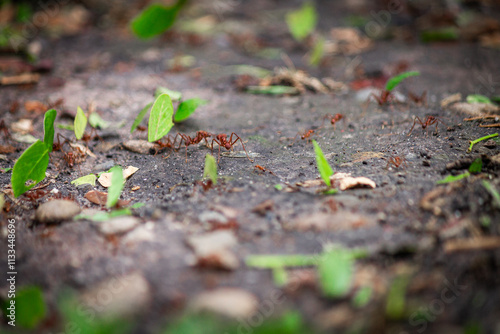 Tiny Little Red Fire Ants (Solenopsis invicta) working hard, nice close up shot, greyish rocks background