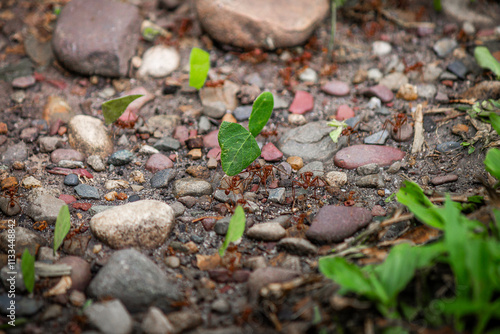 Tiny Little Red Fire Ants (Solenopsis invicta) working hard, nice close up shot, greyish rocks background