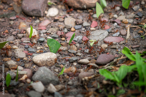 Tiny Little Red Fire Ants (Solenopsis invicta) working hard, nice close up shot, greyish rocks background