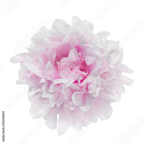 Pink peony flower isolated on transparent background.