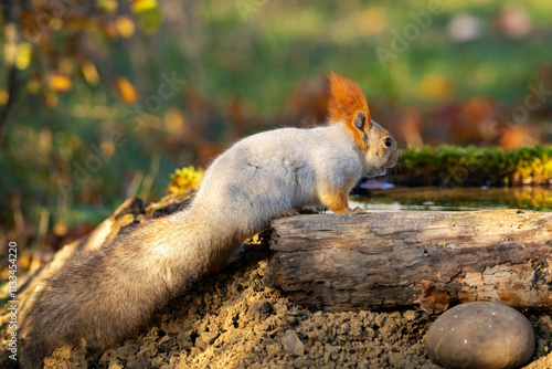 Red Squirrel Sciurus vulgaris in the wild