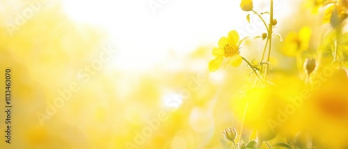 Vibrant Yellow Flowers Blooming in Sunny Meadow, Summer Nature Photography