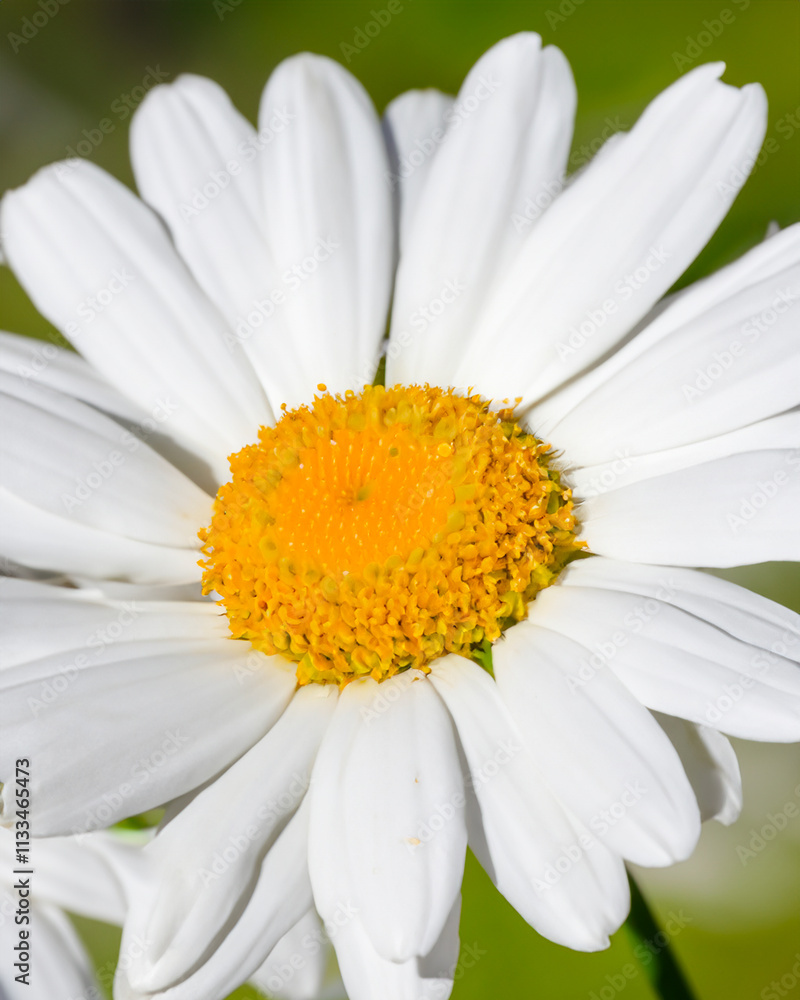 Fototapeta premium Generated Image flower white macro