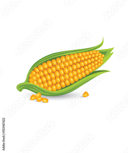Corn cobs with leaves and grains stock illustration