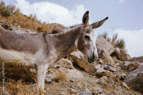 A grey donkey with long ears in the mountains photo