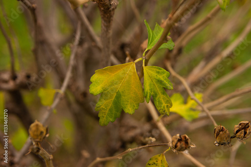 beautiful autumn leaf in the park