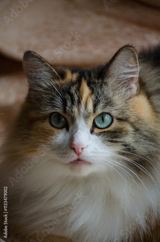 Wallpaper Mural Cat Torontodigital.ca