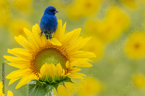 Obraz na płótnie indigo bunting on sunflower w salonie