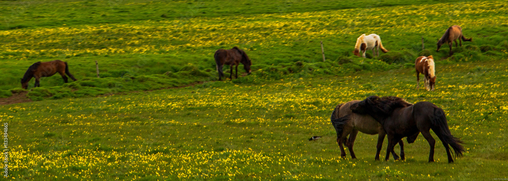 Fototapeta premium Iceland