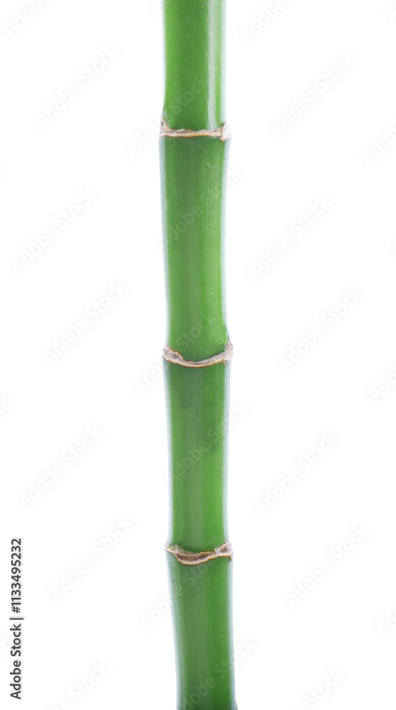 Fototapeta premium Stem of decorative bamboo plant isolated on white