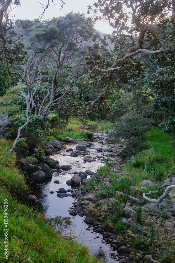 Tranquil stream meanders through lush New Zealand forest. Sunlight filters through the canopy. Peaceful nature scene. , STONY BAY, COROMANDEL PENINSULA, NEW ZEALAND Tranquil stream meanders through lush New Zealand forest. Sunlight filters through the canopy. Peaceful nature scene. , STONY BAY, COROMANDEL PENINSULA, NEW ZEALAND