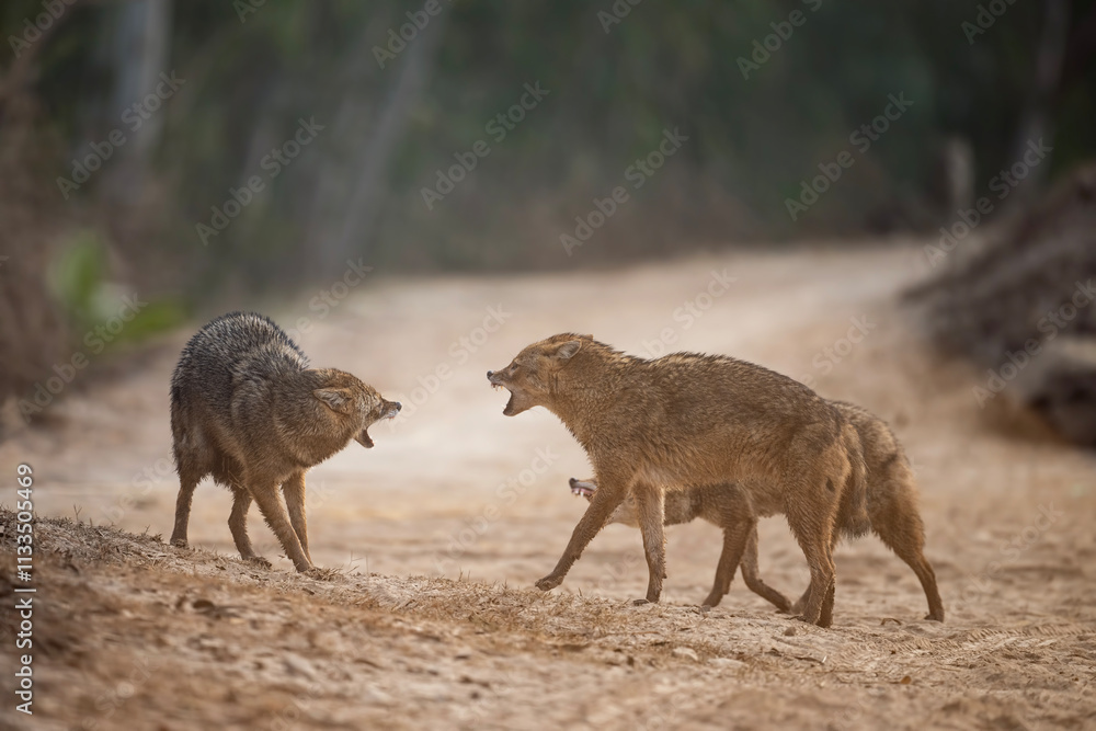 Fototapeta premium Three Indian Jackals, engage in a tense standoff on a dusty, open landscape.