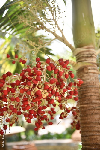 Adonidia merrillii, Manila palm, Christmas palm bright scarlet fruits on a  branch  photo